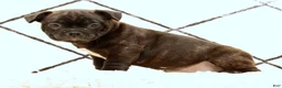 Frenchton dogs for sale: Jip - Ad 6