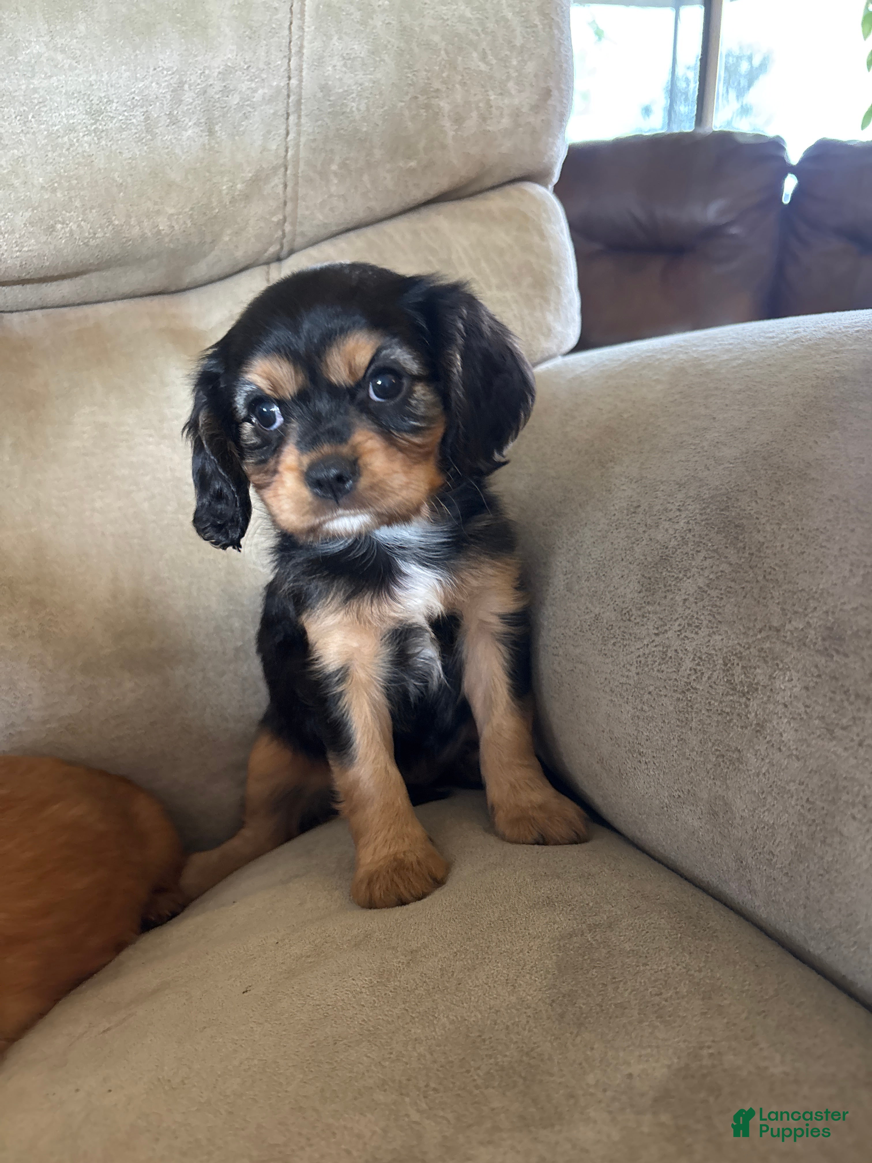 Mixed Breed dogs Eliette - Ad 2