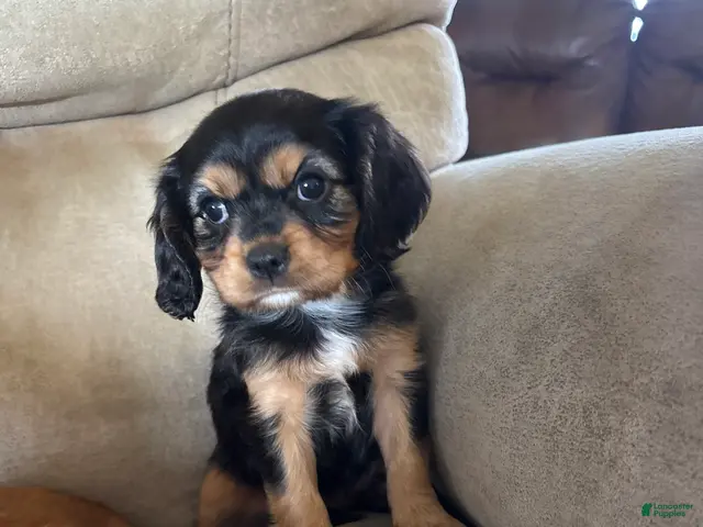 Mixed Breed dogs for sale: Eliette - Ad 2