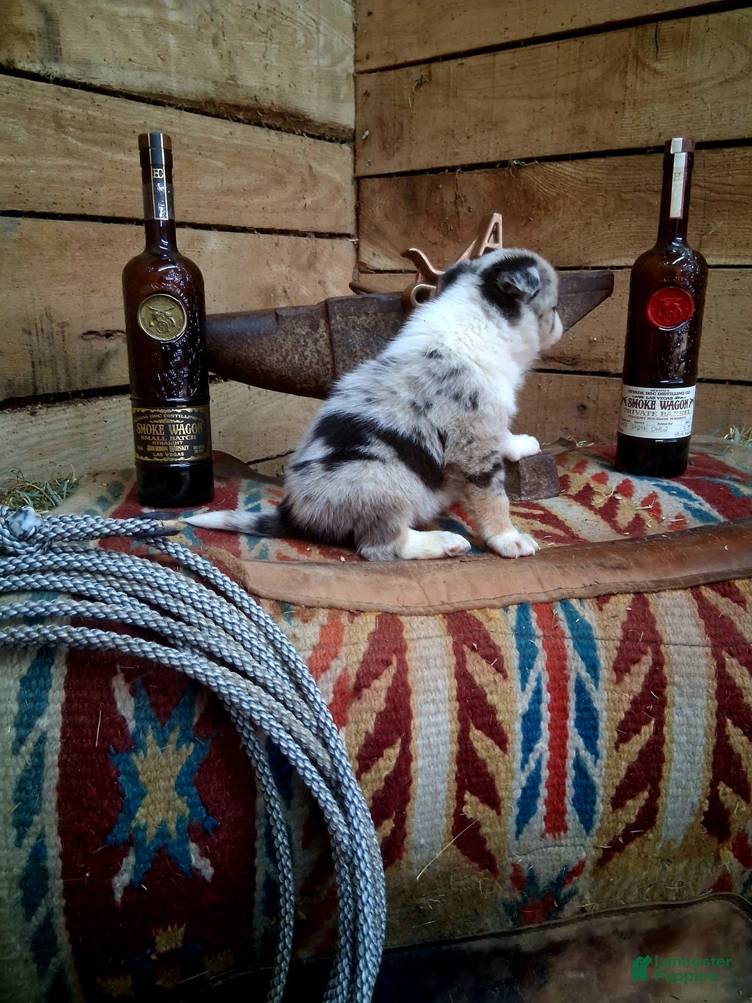 Border Collie dogs for sale: Border Collie Puppy 2 - Ad 5