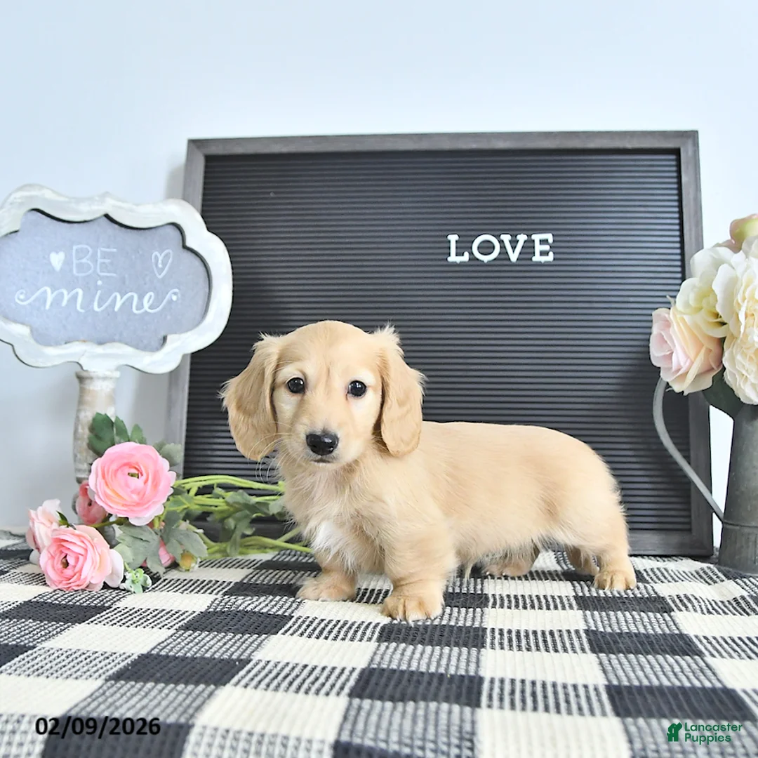 Miniature Dachshund dogs for sale: Remi  - Ad 4