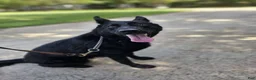 German Shepherd dogs for sale: Jisha - GiGi - Ad 3