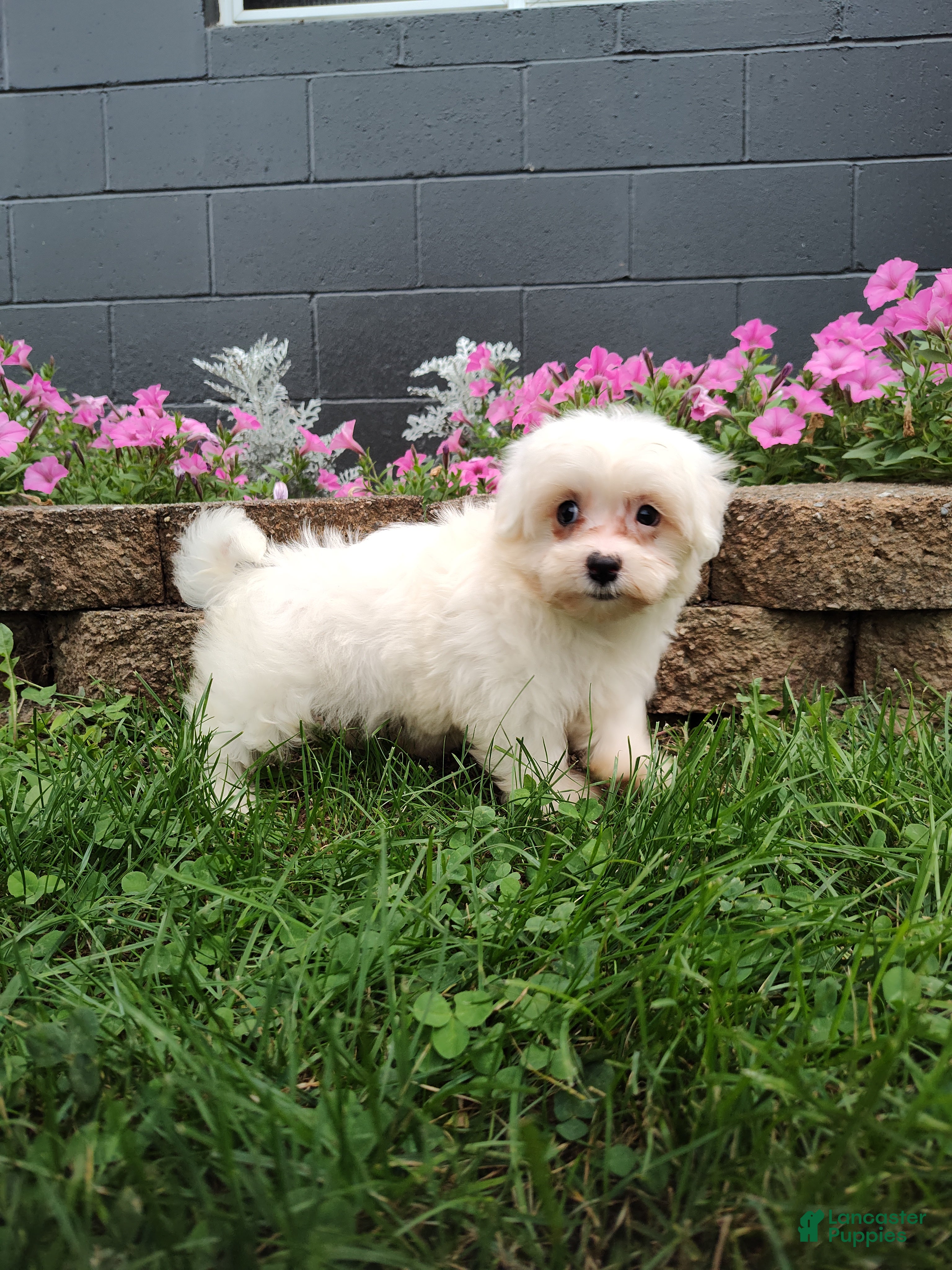 Maltese dogs Amber - Ad 2