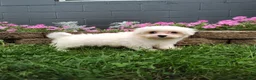 Maltese dogs for sale: Amber - Ad 2