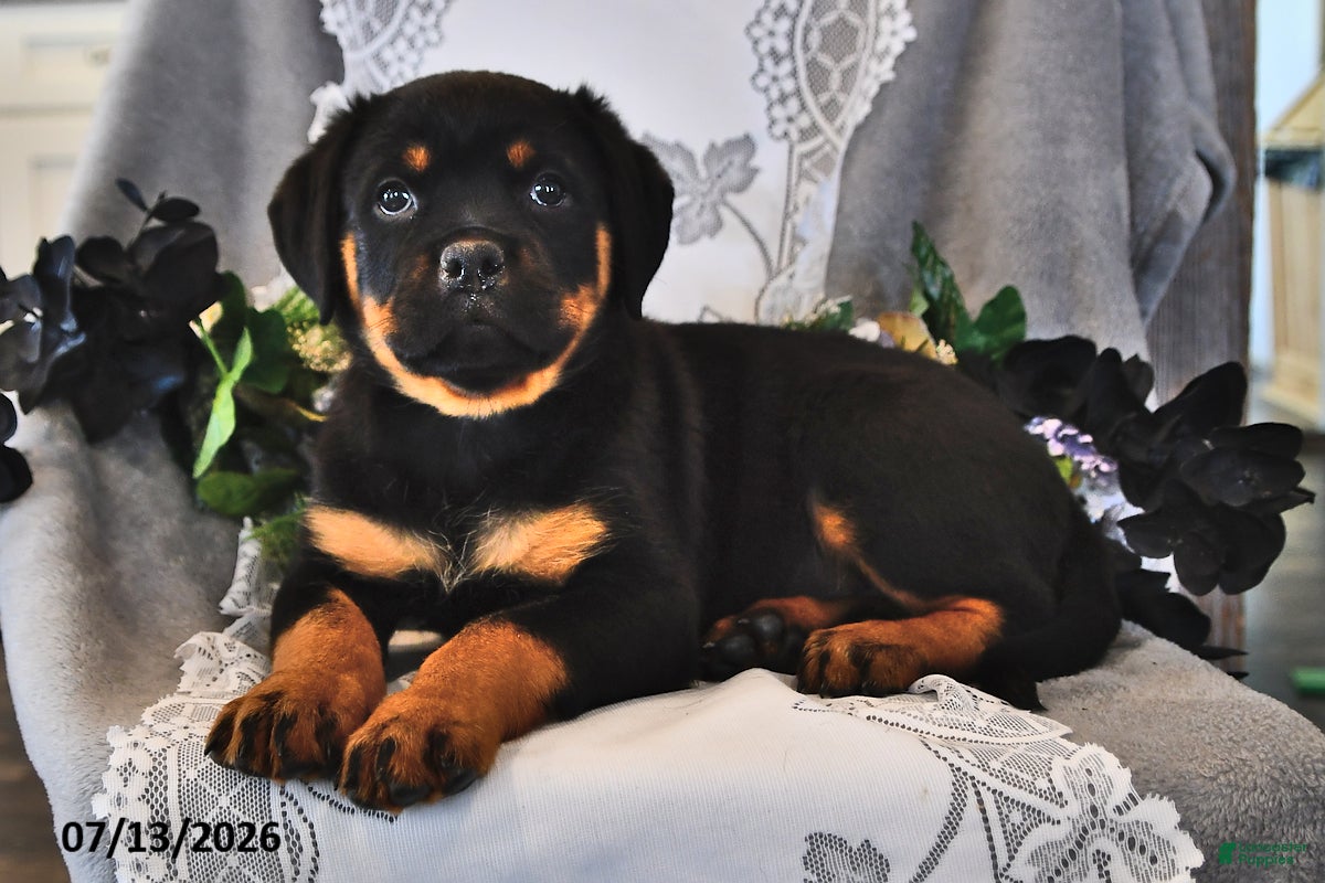 Rottweiler dogs Frisky - Ad 1