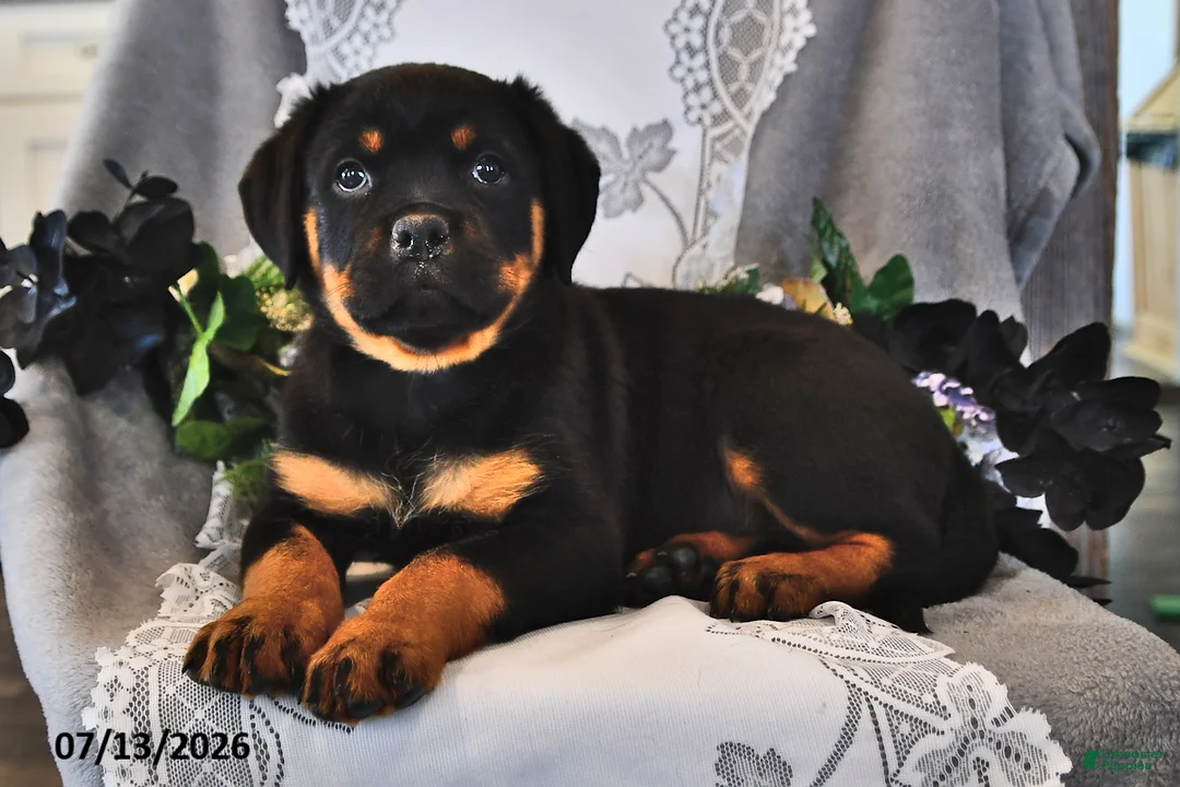 Rottweiler dogs for sale: Frisky - Ad 1