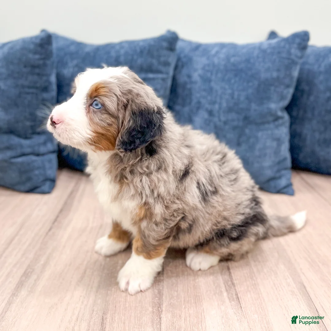 Mini Bernedoodle dogs for sale: Gunner - Ad 3