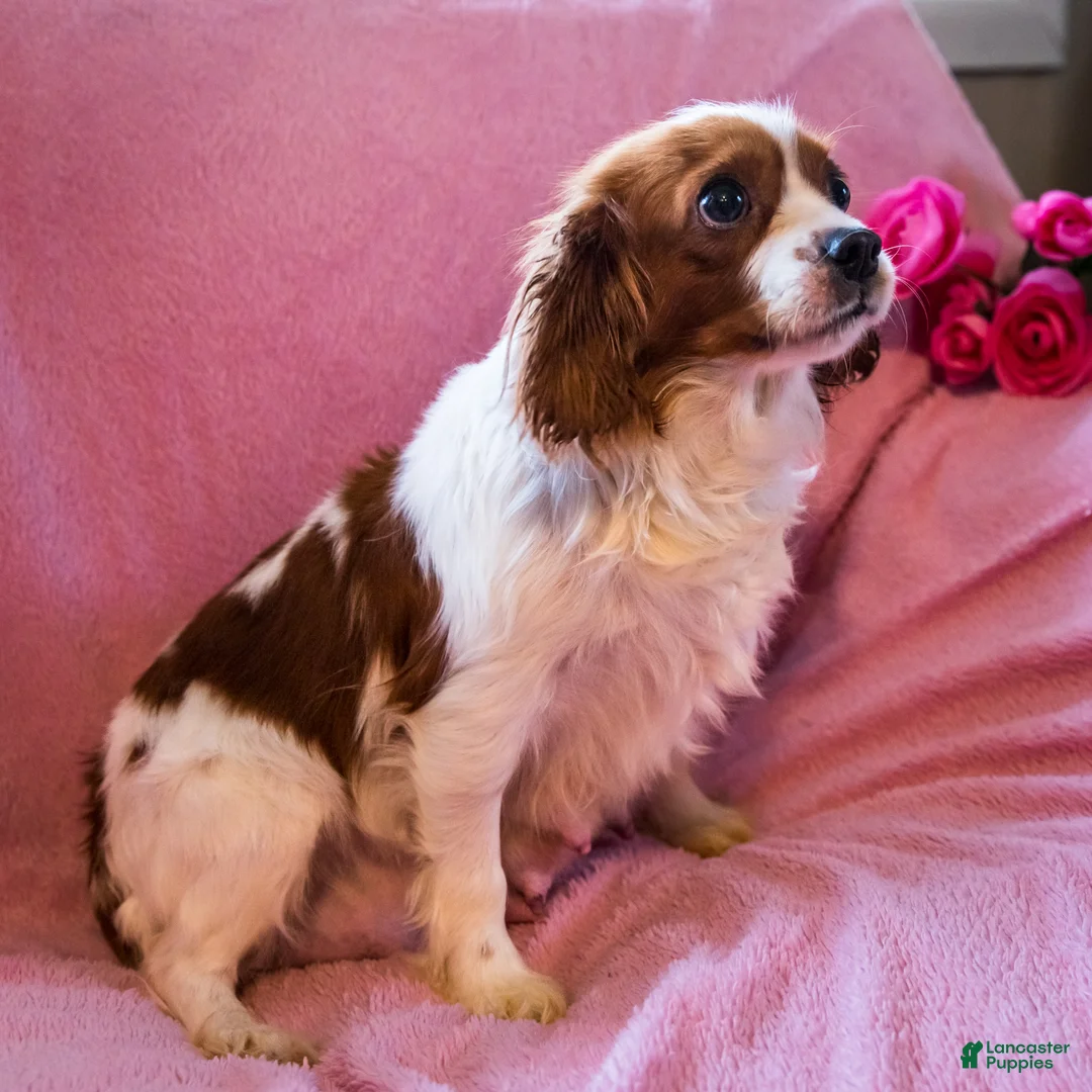 Cavapoo dogs for sale: Kuddles - Ad 6