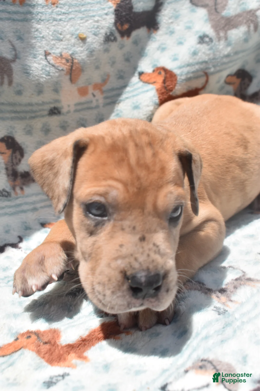 Great Dane dogs for sale: Great Dane - Green Collar - Fawn Merle (Scooby Doo) - Ad 1