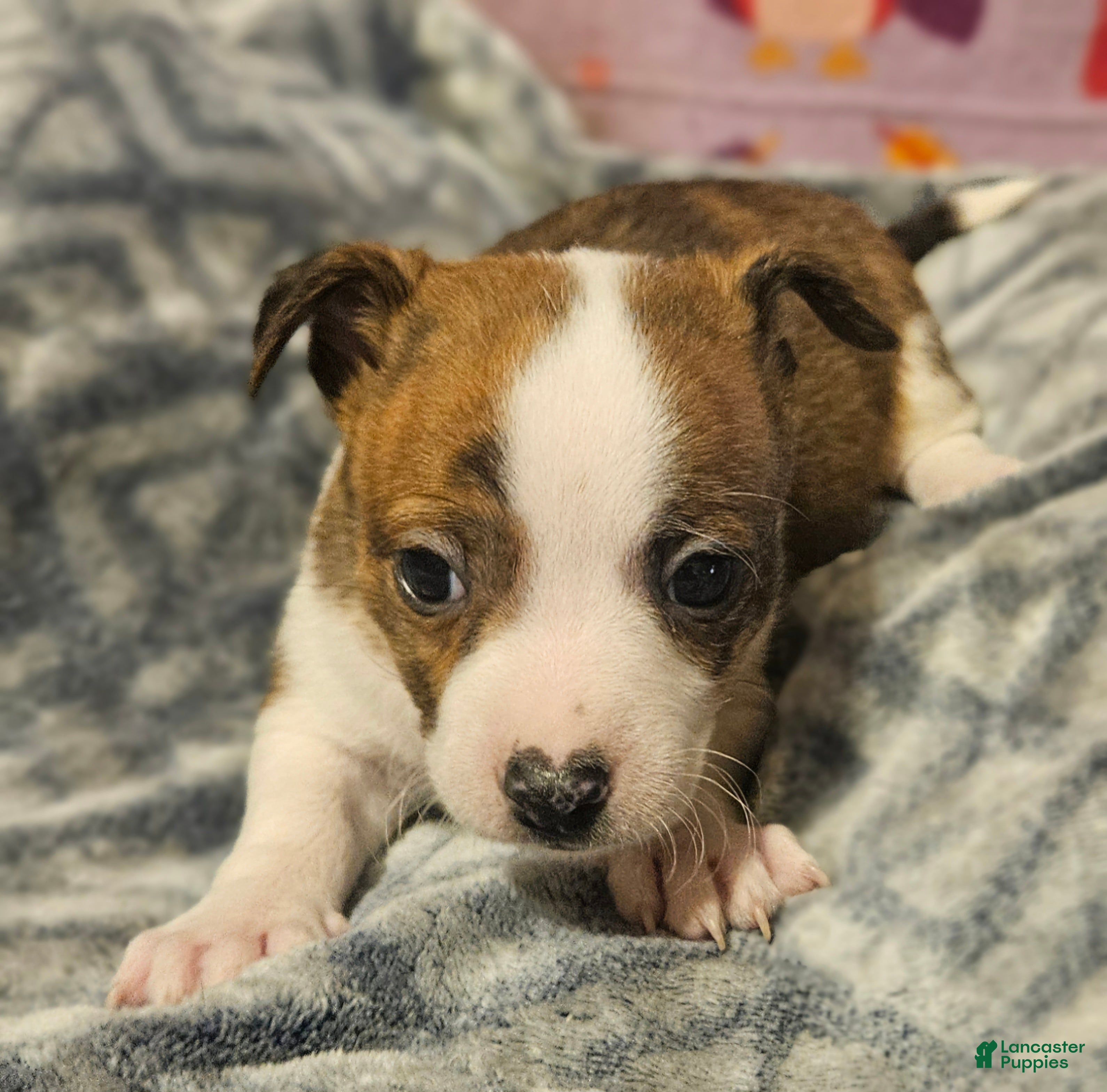 Chihuahua dogs Charley (T-Cup) - Ad 18