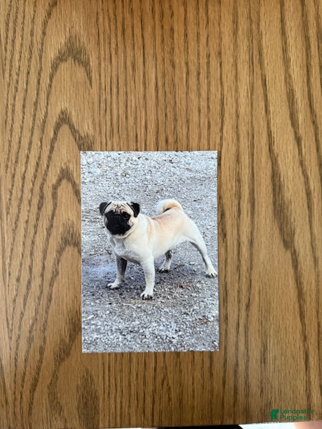 Pug dogs for sale: Pug Puppy 1 - Ad 4