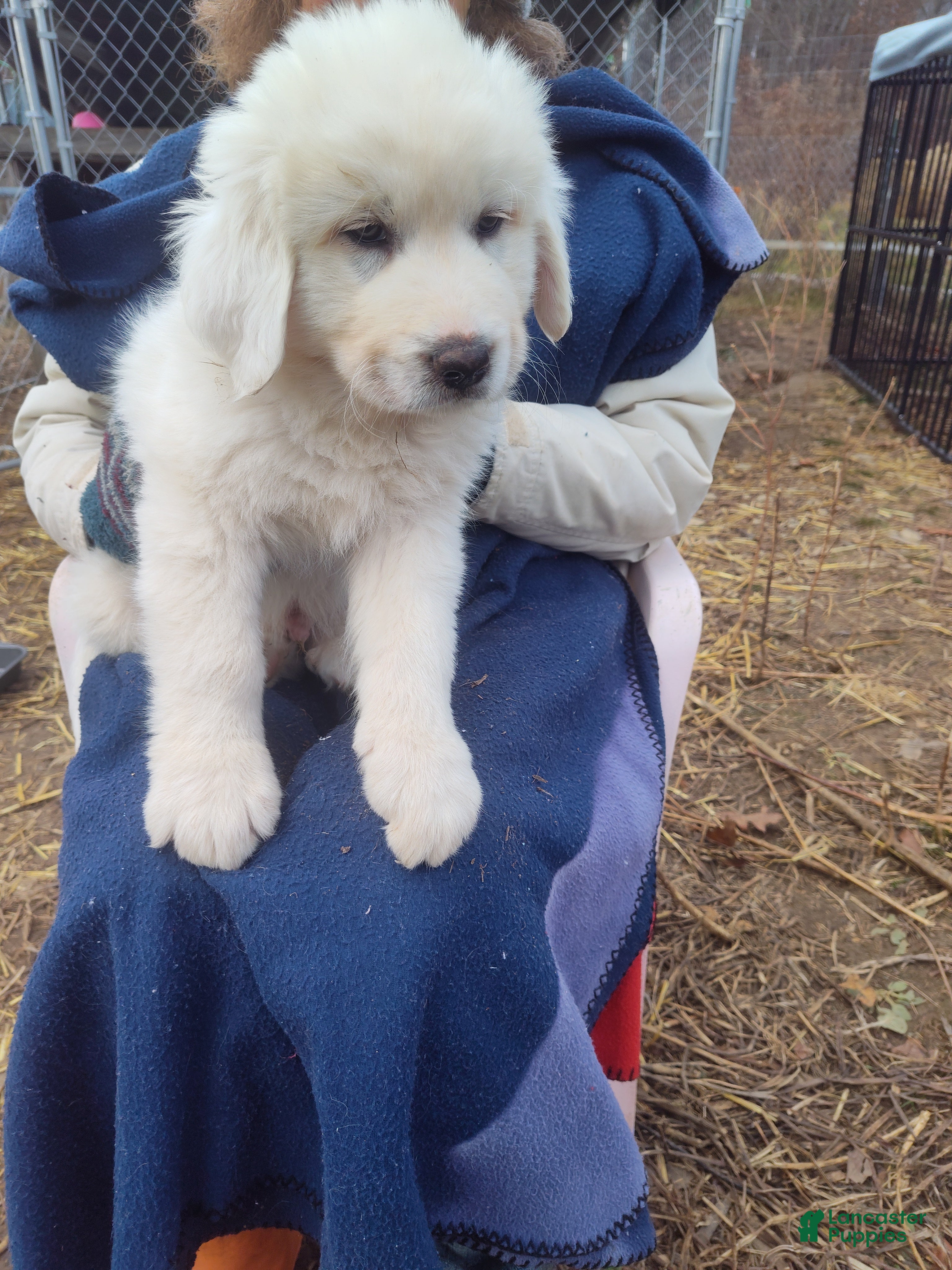 Great Pyrenees dogs Mordecai - Ad 21