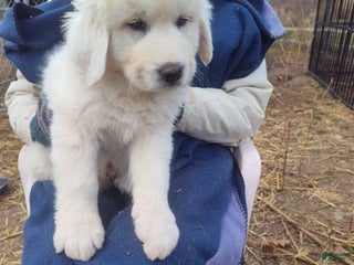 Great Pyrenees dogs Mordecai - Ad 17