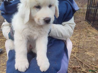 Great Pyrenees dogs Mordecai - Ad 25