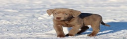 Labrador Retriever dogs for sale: Peanut Butter - Ad 2