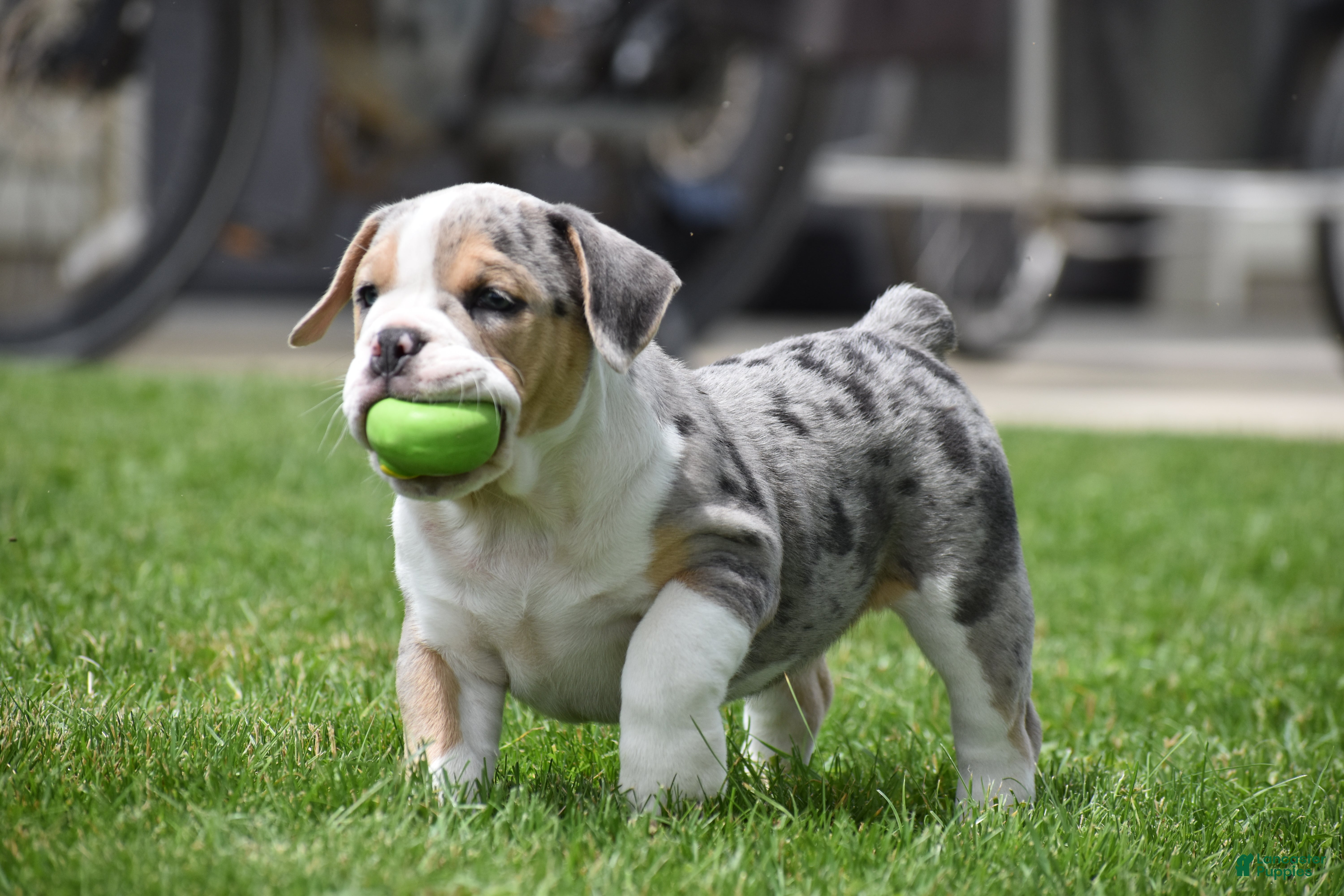 Beabull dogs Opal - Ad 2