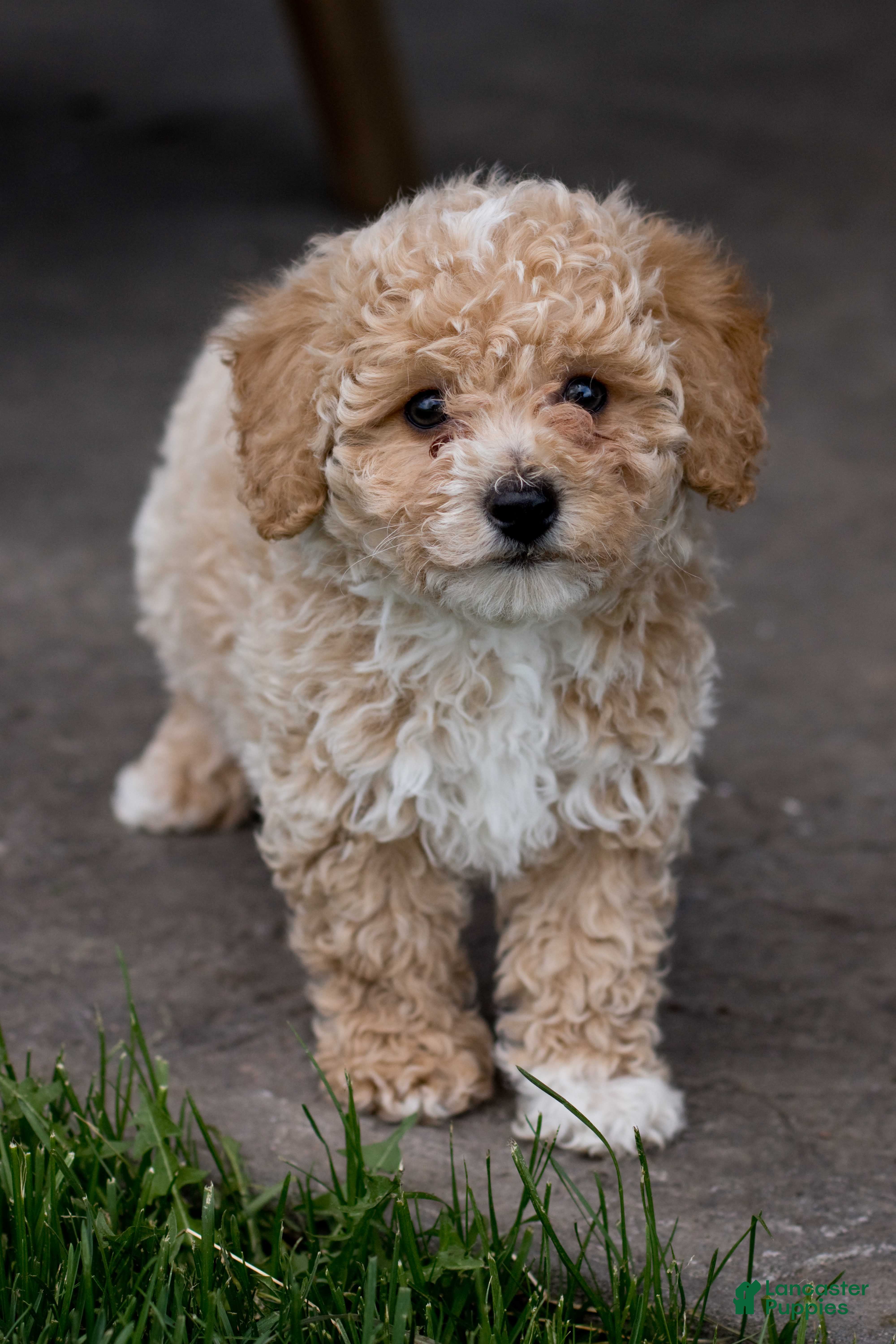 Bichpoo dogs Cooper - Ad 2