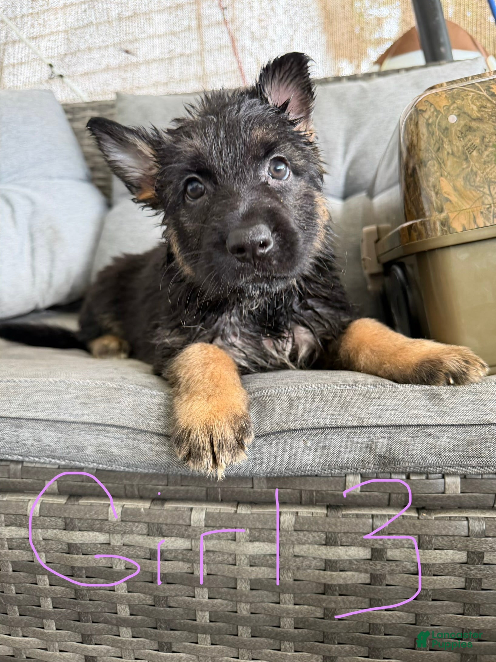 German Shepherd dogs German Shepherd 7 - Ad 27