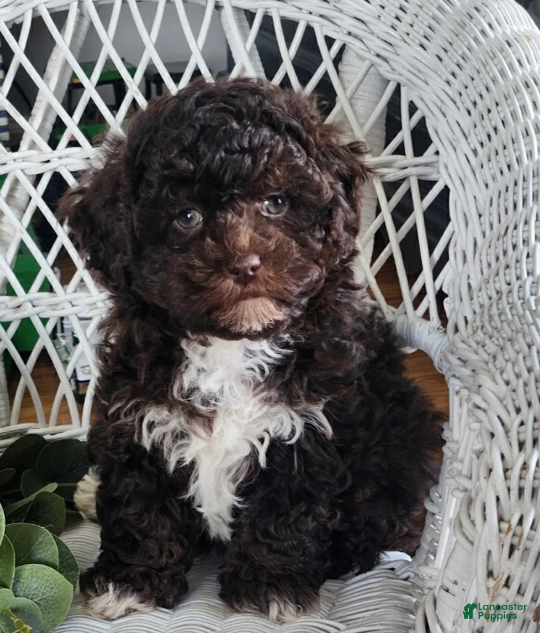 Maltipoo dogs for sale: Hailey - Ad 3