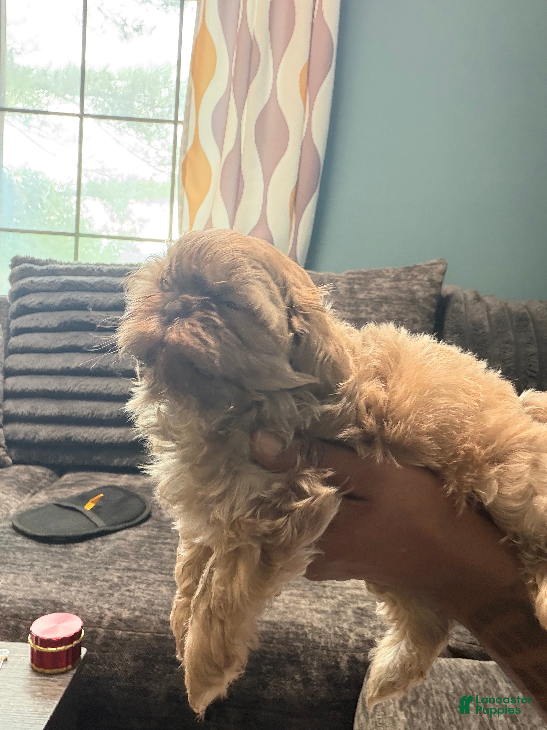 Shih Tzu dogs Lavender/Lilac Shih Tzu girl - Ad 2