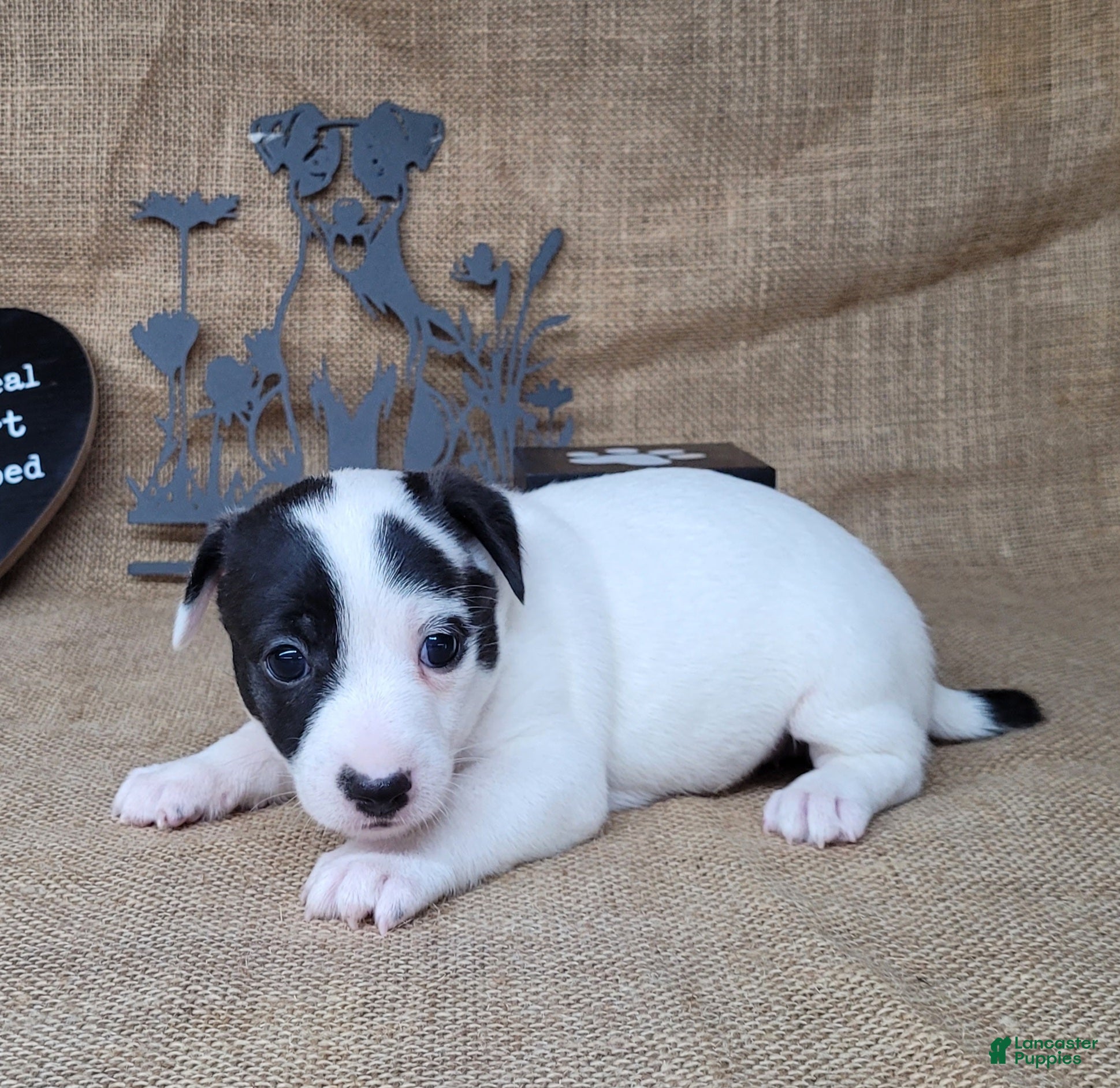 Jack Russell Terrier dogs Paige purebred JRT DELIVERY AVAILABLE  - Ad 11
