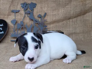 Jack Russell Terrier dogs Paige purebred JRT DELIVERY AVAILABLE - Ad 39