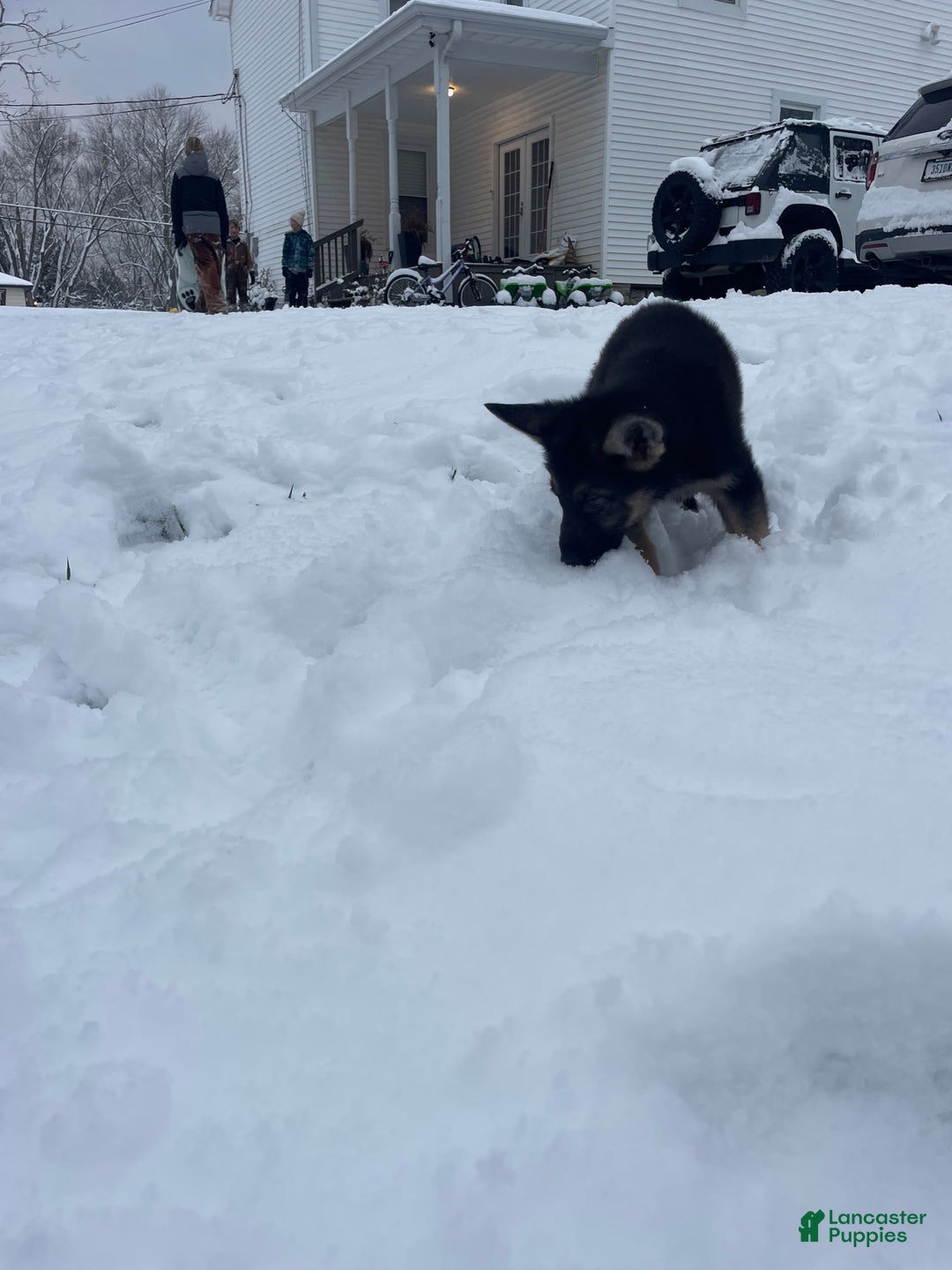 German Shepherd dogs for sale: Sprite/green collar - Ad 3