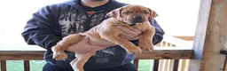South African Boerboels dogs for sale: Yellow - Ad 1