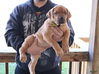 South African Boerboels dogs for sale: Yellow - Ad 1