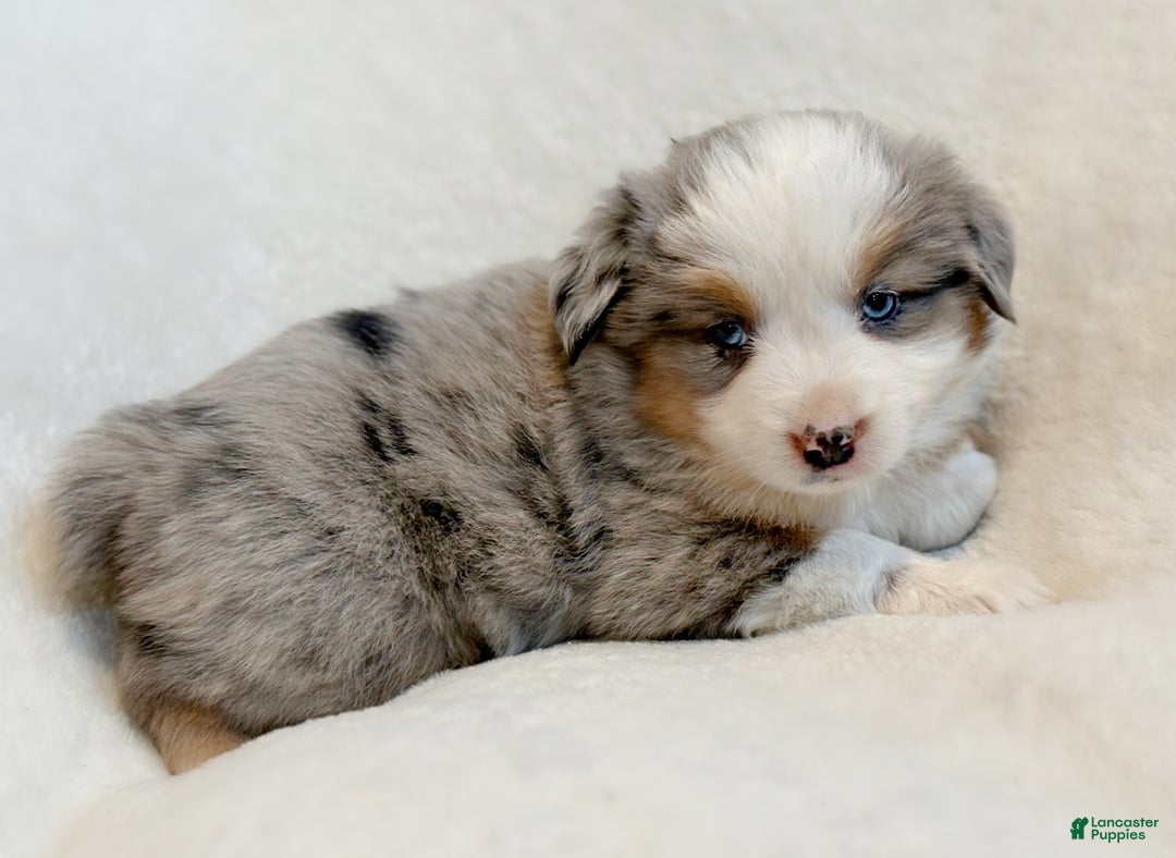 Miniature Australian Shepherd dogs for sale: Birdie - Ad 3