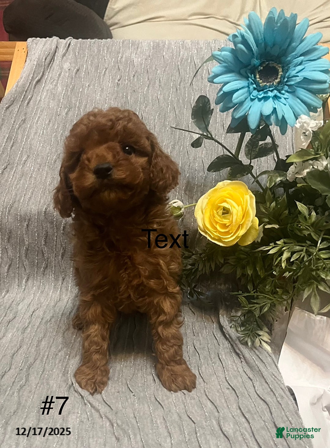 Miniature Poodle dogs for sale: Murphy - Ad 2