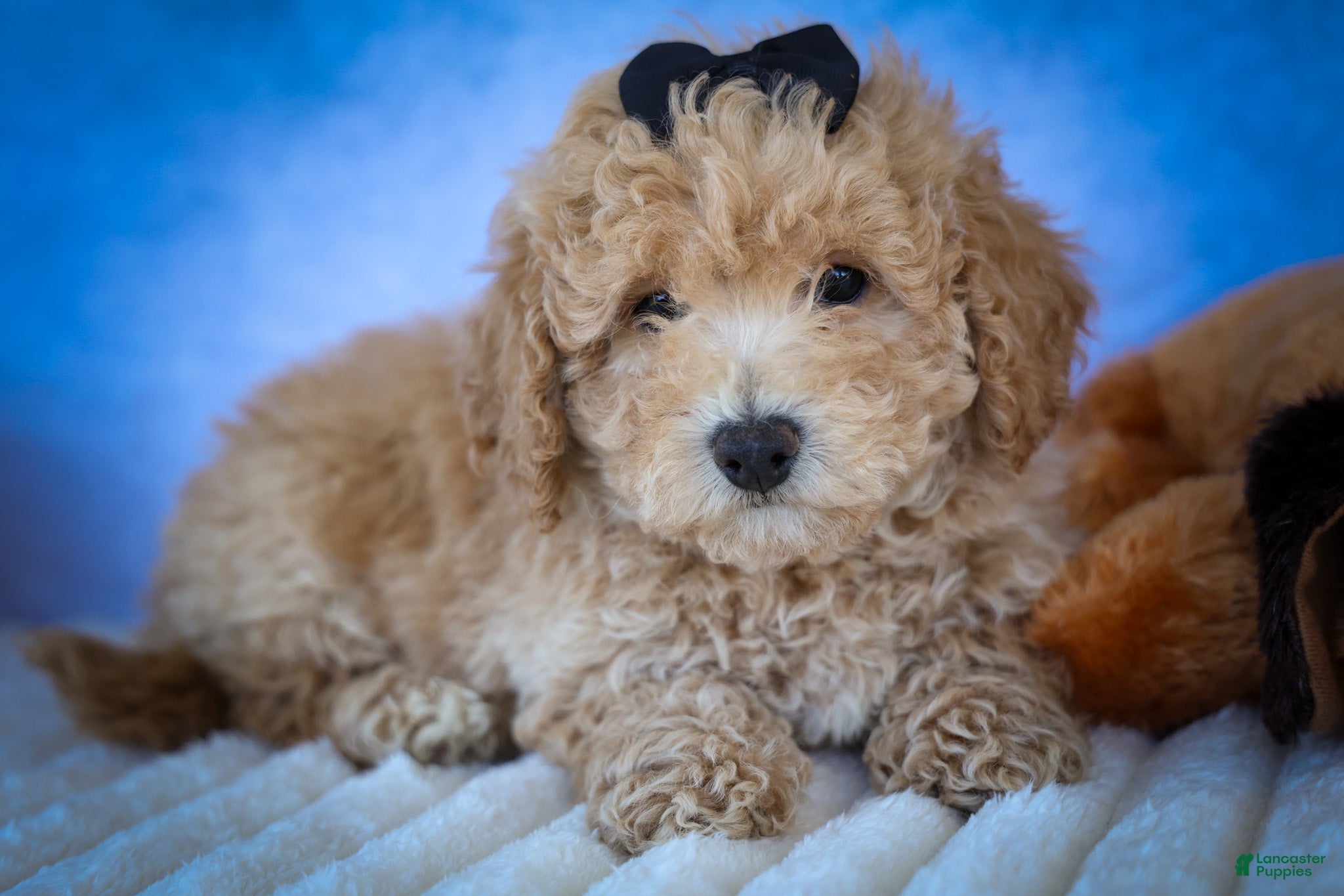 Bichpoo dogs Nova💕 - Ad 1