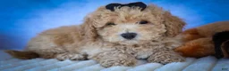 Bichpoo dogs for sale: Nova💕 - Ad 1