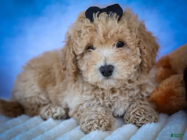 Bichpoo dogs for sale: Newton - Ad 1