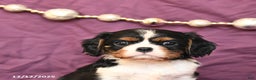 Cavalier King Charles Spaniel dogs for sale: Lily - Ad 4