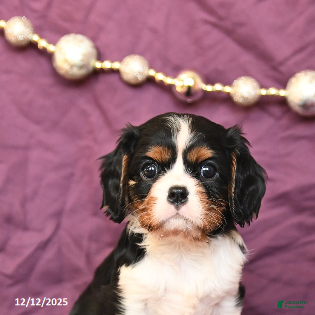 Cavalier King Charles Spaniel dogs for sale: Lily - Ad 4