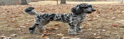 Standard Poodle dogs for sale: Standard Poodle 2 - Ad 4
