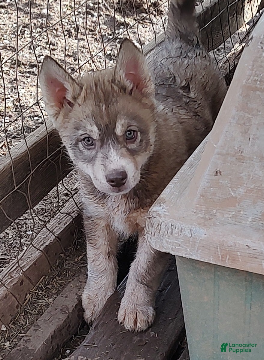 Siberian Husky dogs Siberian Husky Puppy 3 - Ad 6