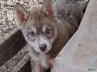 Siberian Husky dogs Siberian Husky Puppy 3 - Ad 6