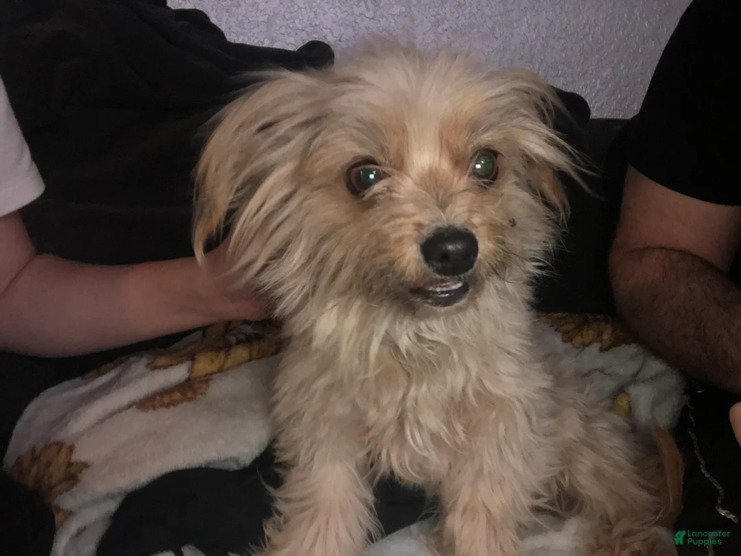 Mixed Breed dogs for sale: Mixed Breed Puppy 1 - Ad 2