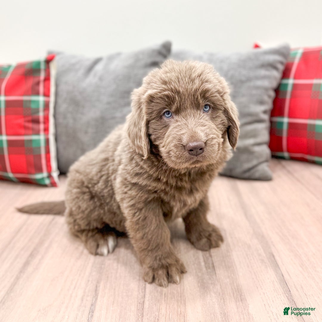 Newfoundland dogs for sale: Violet - Ad 1