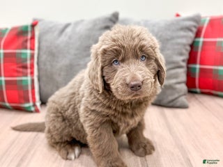 Newfoundland dogs Violet - Ad 42