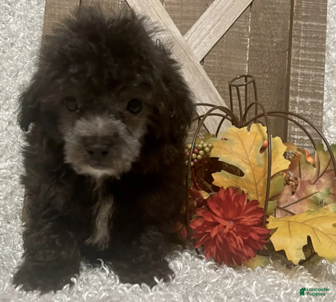 Toy Poodle dogs Fido - Ad 6