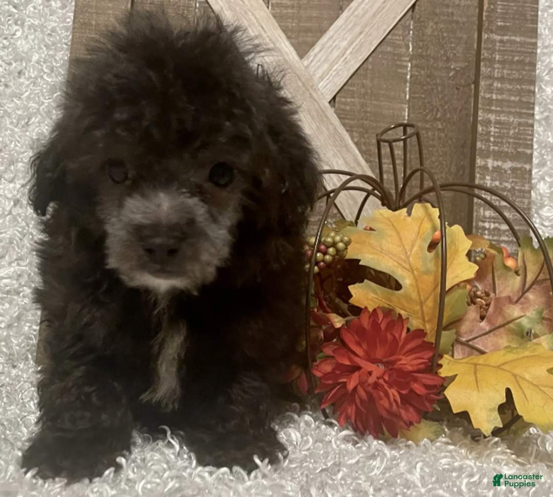 Toy Poodle dogs for sale: Fido - Ad 1