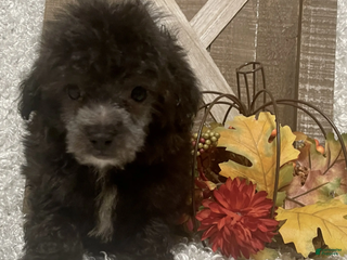 Toy Poodle dogs Fido - Ad 5