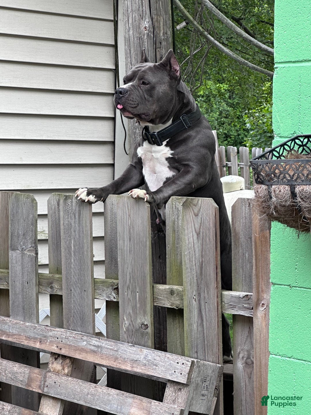 American Bully dogs for sale: Bella (Yellow) ABKC Blue - Ad 13