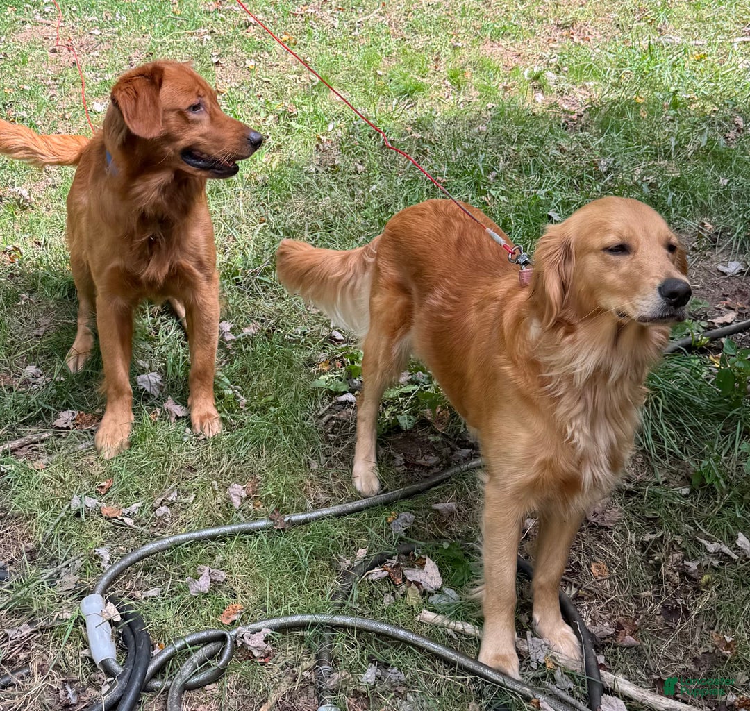 Golden Retriever dogs for sale: Golden Retriever Puppy 1 - Ad 4