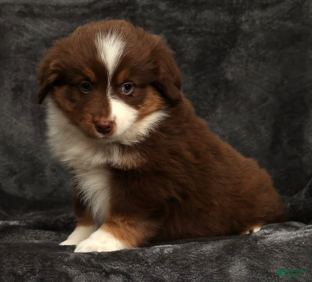 Miniature Australian Shepherd dogs for sale: Sandy - Ad 2