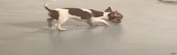 Chihuahua dogs for sale: Chihuahua 3 - Ad 3