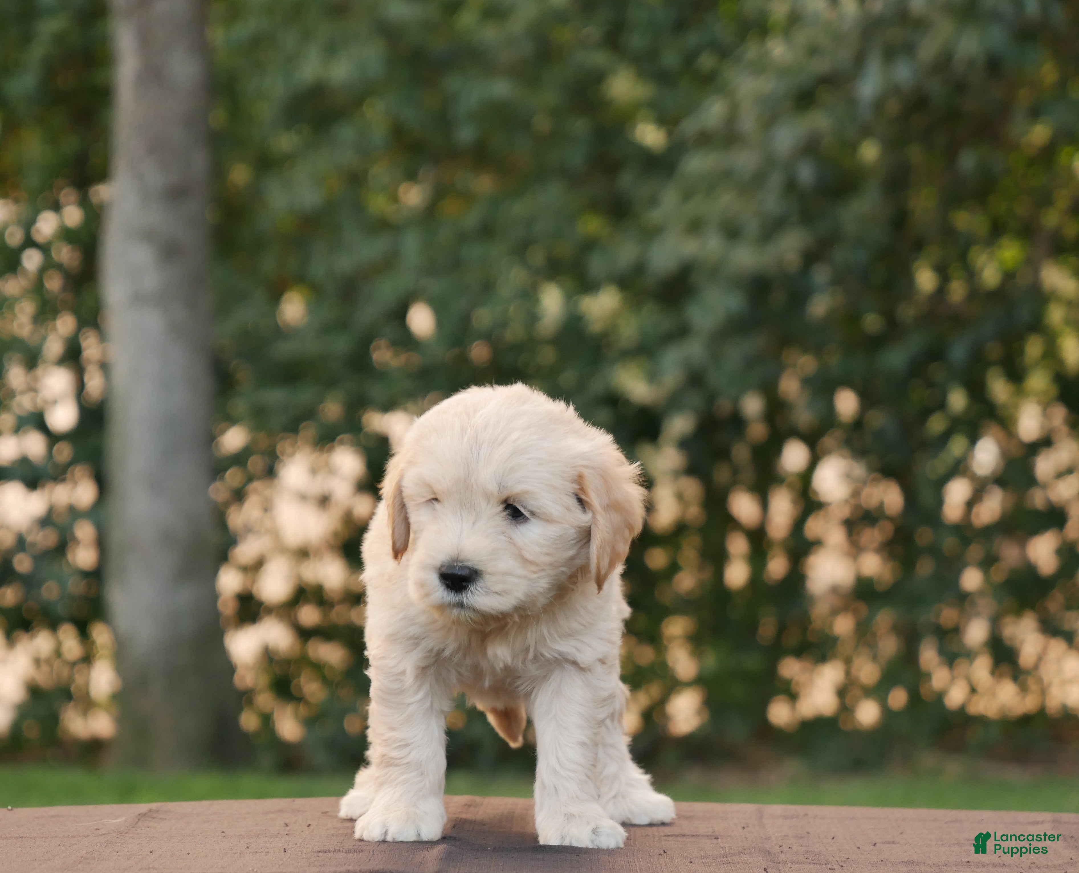 Goldendoodle dogs Buster - Ad 1
